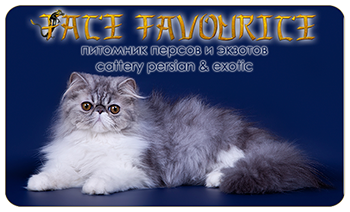 Fate Favourite cattery - Persian and Exotic